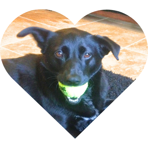 Abbey, Caysen's Heart Dog